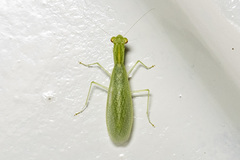 Tropidomantis tenera