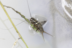 Teleogryllus mitratus