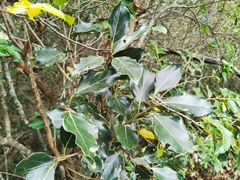 Ocotea obtusata