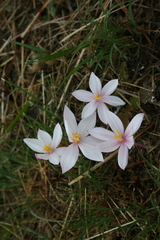 Gethyllis spiralis