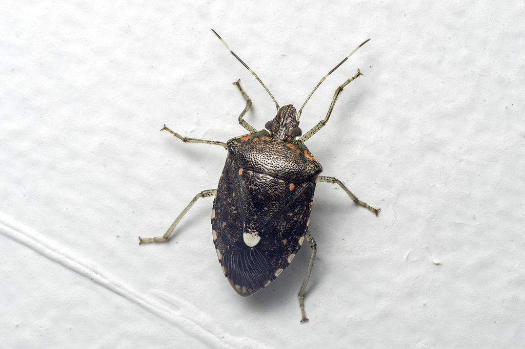 Tolumnia papulifera