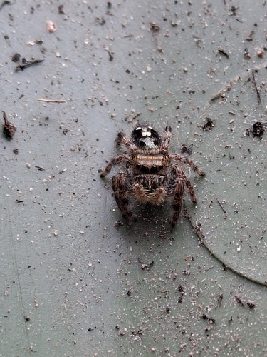 Bold Jumping Spider photographed in Connecticut