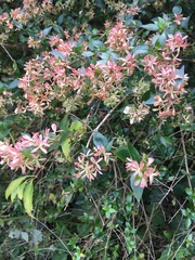 Abelia × grandiflora