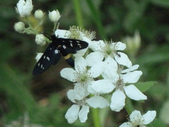 Amata ragazzii