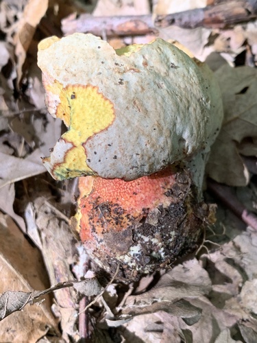 Rubroboletus rhodoxanthus — (c) Manuela Fiorini, some rights reserved (CC BY)