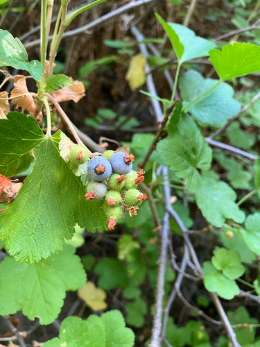 iNaturalist observation photo of mountain pink currant