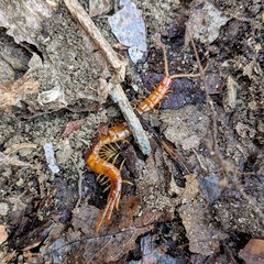 Scolopocryptops peregrinator