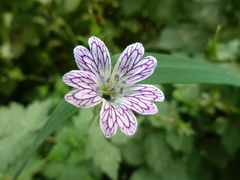 Geranium versicolor