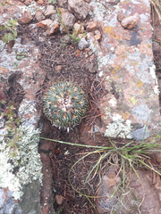 Echinofossulocactus phyllacanthus