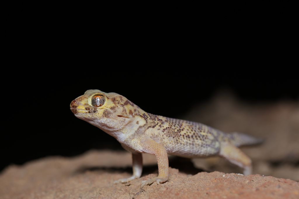 Bedriaga's Plate-Tailed Gecko