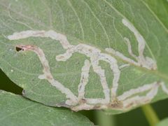 Agromyza alnibetulae