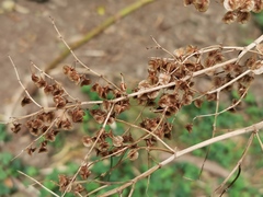 Rumex abyssinicus