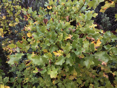 Quercus × ganderi