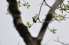 Conirostrum speciosum