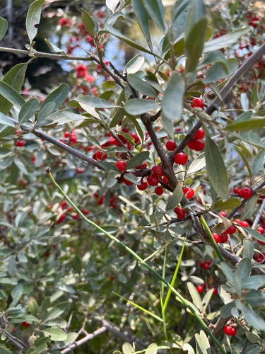 iNaturalist observation 2025-09-06