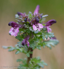 Pedicularis parviflora