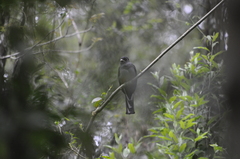 Trogon