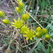 Petrosedum amplexicaule tenuifolium - Photo (c) lucapassalacqua, algunos derechos reservados (CC BY-NC)