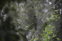 Trogon