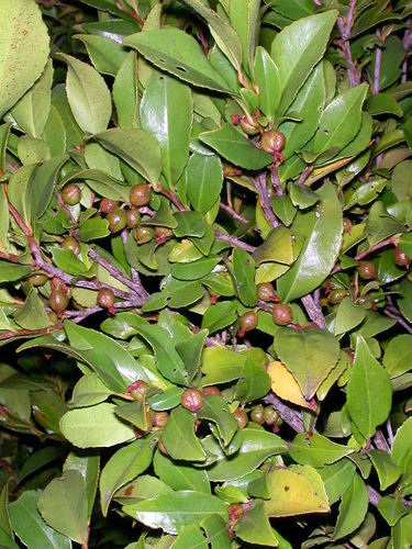 Visnea mocanera L.fil.