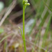 Choriso Bog Orchid - Photo (c) M. Goff, some rights reserved (CC BY-NC-SA), uploaded by M. Goff