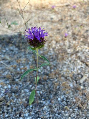 iNaturalist observation photo of Brewer's Monardella