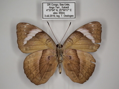 Euriphene doriclea infusca