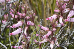 Erica irrorata