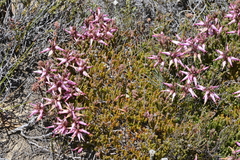 Erica irrorata