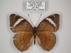 Euriphene doriclea infusca