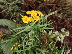 Faujasia salicifolia