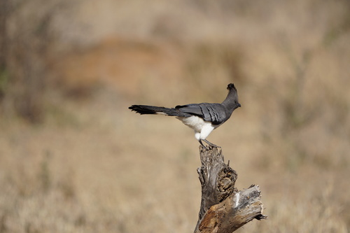 White-bellied Go-away-bird