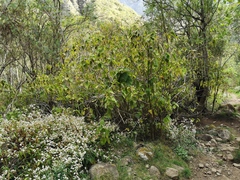 Boehmeria macrophylla