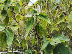 Boehmeria macrophylla
