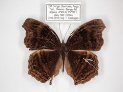 Junonia stygia