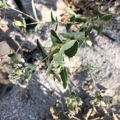 Guardiola platyphylla