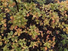 Quercus × ganderi