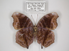 Junonia stygia
