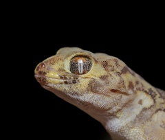Bedriaga's Plate-Tailed Gecko photo 3