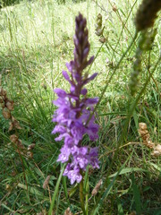 Dactylorhiza saccifera