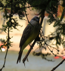 Tyrannus melancholicus