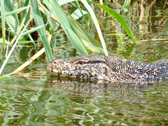 Varanus salvator salvator