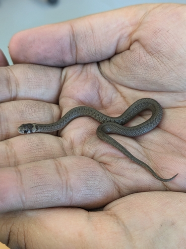 Brown Snake
