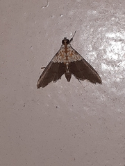 Agrotera basinotata