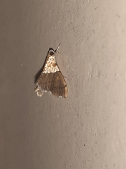 Agrotera basinotata