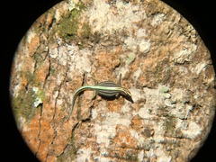 Holaspis guentheri