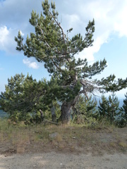 Pinus nigra laricio