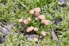 Cudonia confusa