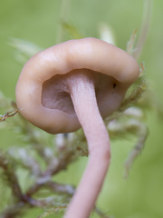 Cudonia confusa