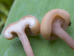 Cudonia confusa
